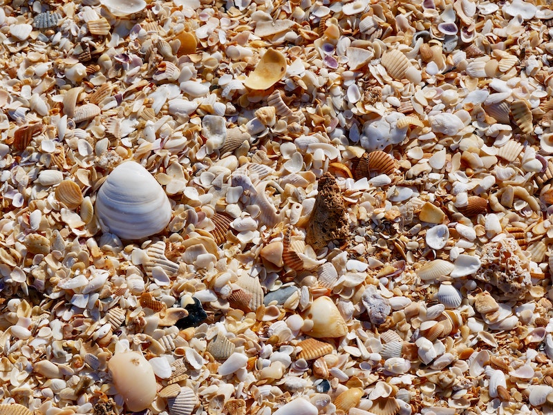 many seashells