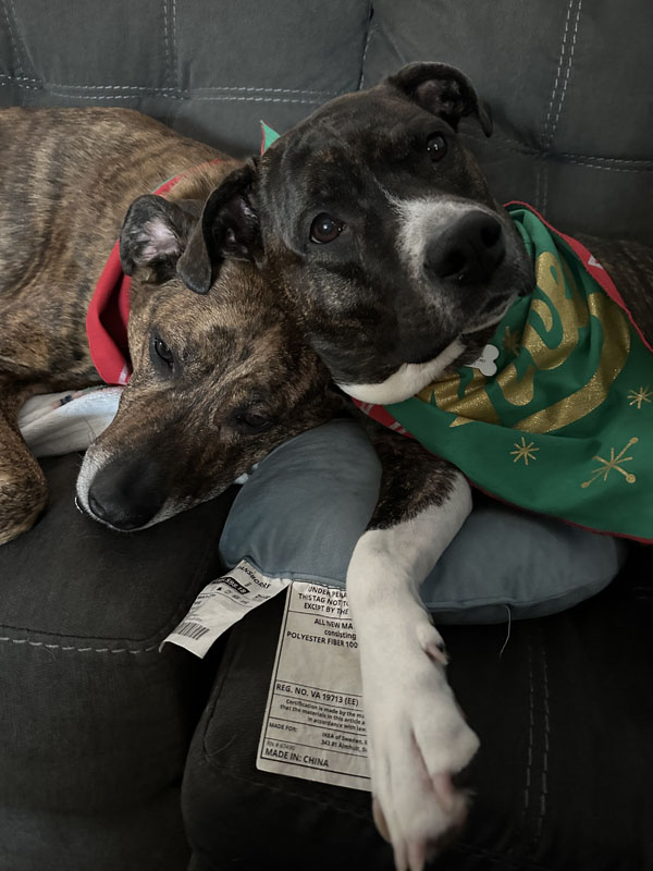 Han and Athena laying on a sofa, leaning on one another. Cozy.