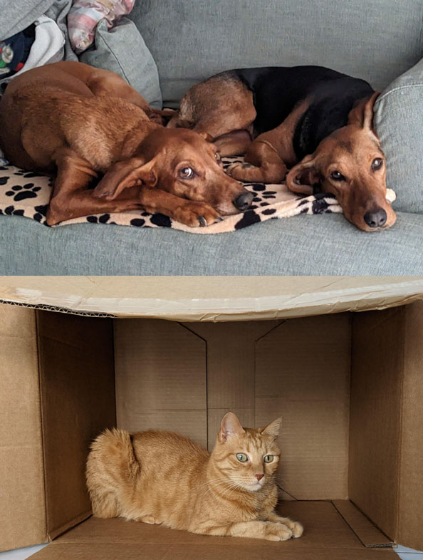 Mocha and Zoe, good girls who enjoy hanging out. Cookie, an orange cat, perched in a cardboard box. 