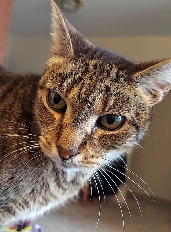 Mitro, a very cute cat, gazing thoughtfully into the camera.