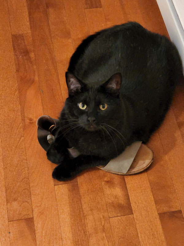 Puck, a big black cat laying on a shoe.
