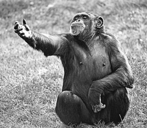 Photograph of a chimpanzee in grass holding right arm aloft in a gesture that looks like acting