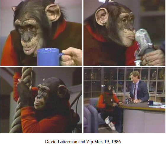 four images of a chimpanzee wearing a red sweater while on the Late Show with David Letterman (drinks coffee, holds a microphone, swings from a rope, and sits and looks at Letterman)