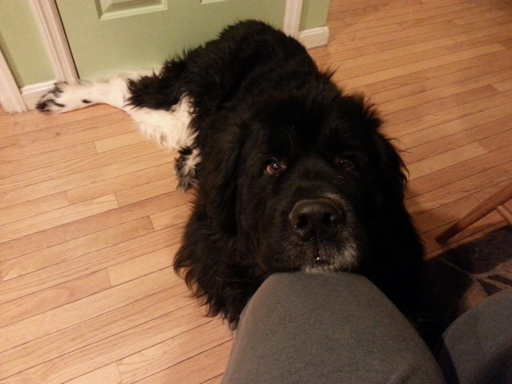 A large black and white dog resting his head on my knee.