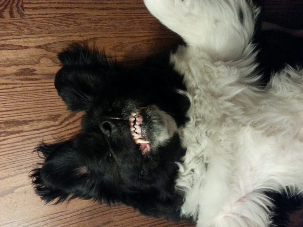 a large black and white dog on his back with his ears flopped up and showing his teeth
