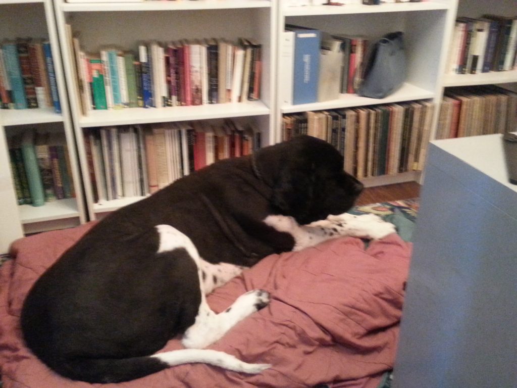 a large black and white dog in front of a bookcase