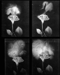 4 black and white photographs of a rose, and its fragrance molecules. 