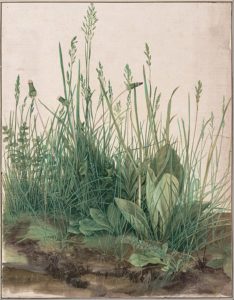 Albrecht Dürer, The Large Piece of Turf, 1503.
