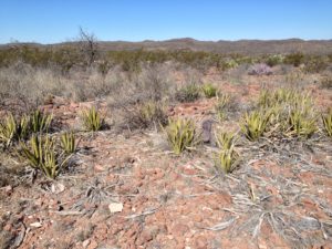 Fig. 3. Desert floor with rocks, cacti, and brush. Photograph taken March 11, 2014. Photograph by Nicole Geary