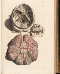 Skull, brain, and hand