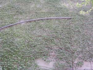Alex Wilson Community Garden - water collection pipe