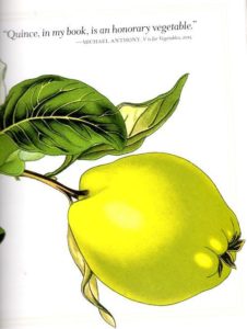 illustration of quince from Michael Anthony - V is for Vegetable