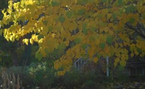 Autumn shot of cercis (redbud) - yellow leaf