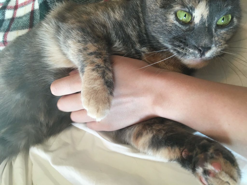 Patsy, a dilute calico, is being pet on her belly