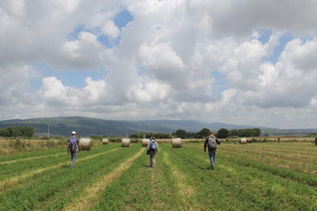 Field walking in Zone A.