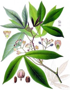 illustration of cassava plant