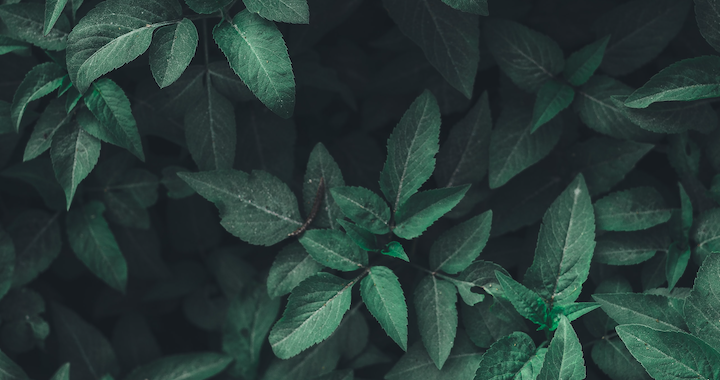 dark green leaves