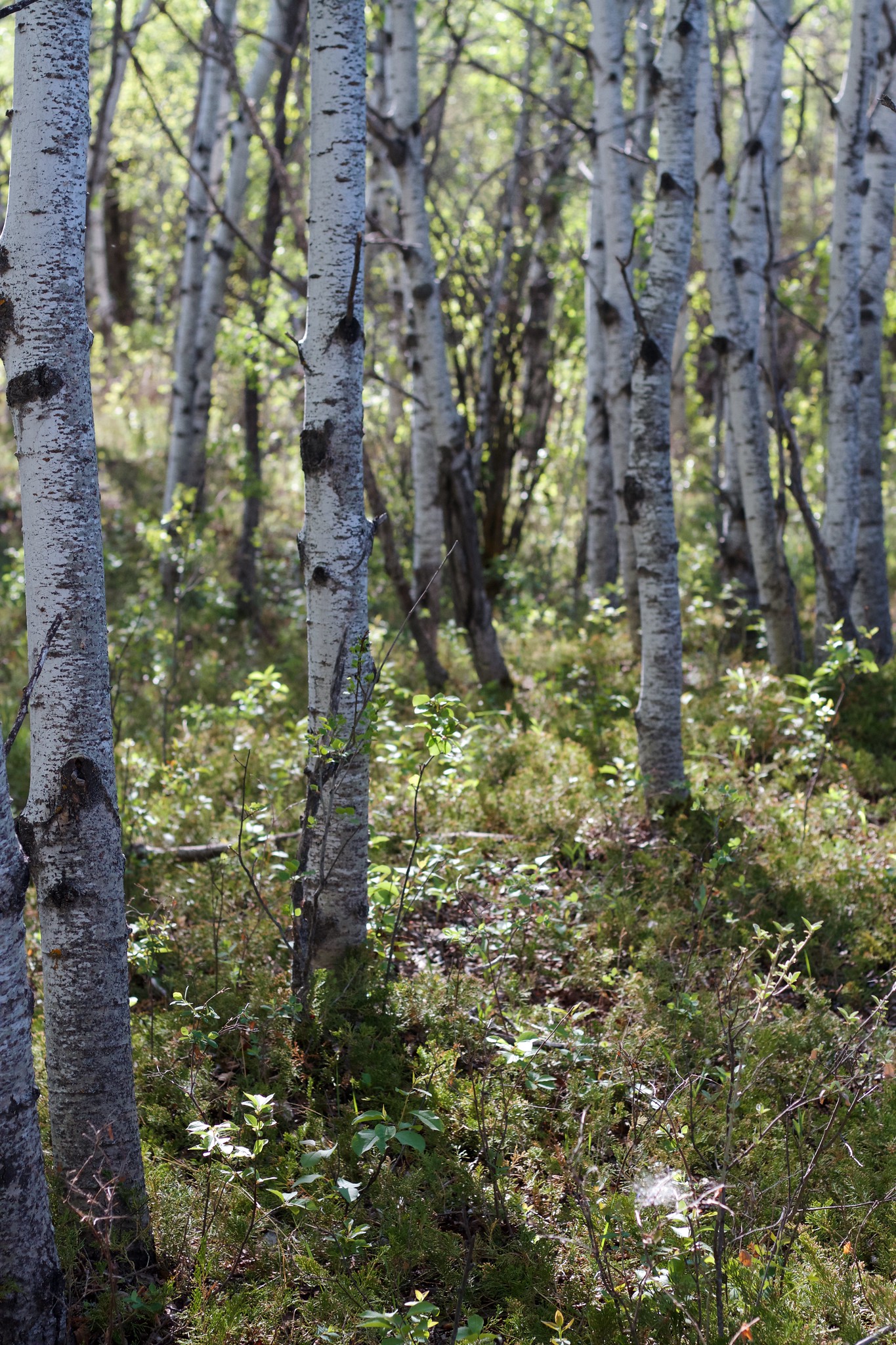 Aspen Trees (decorative)