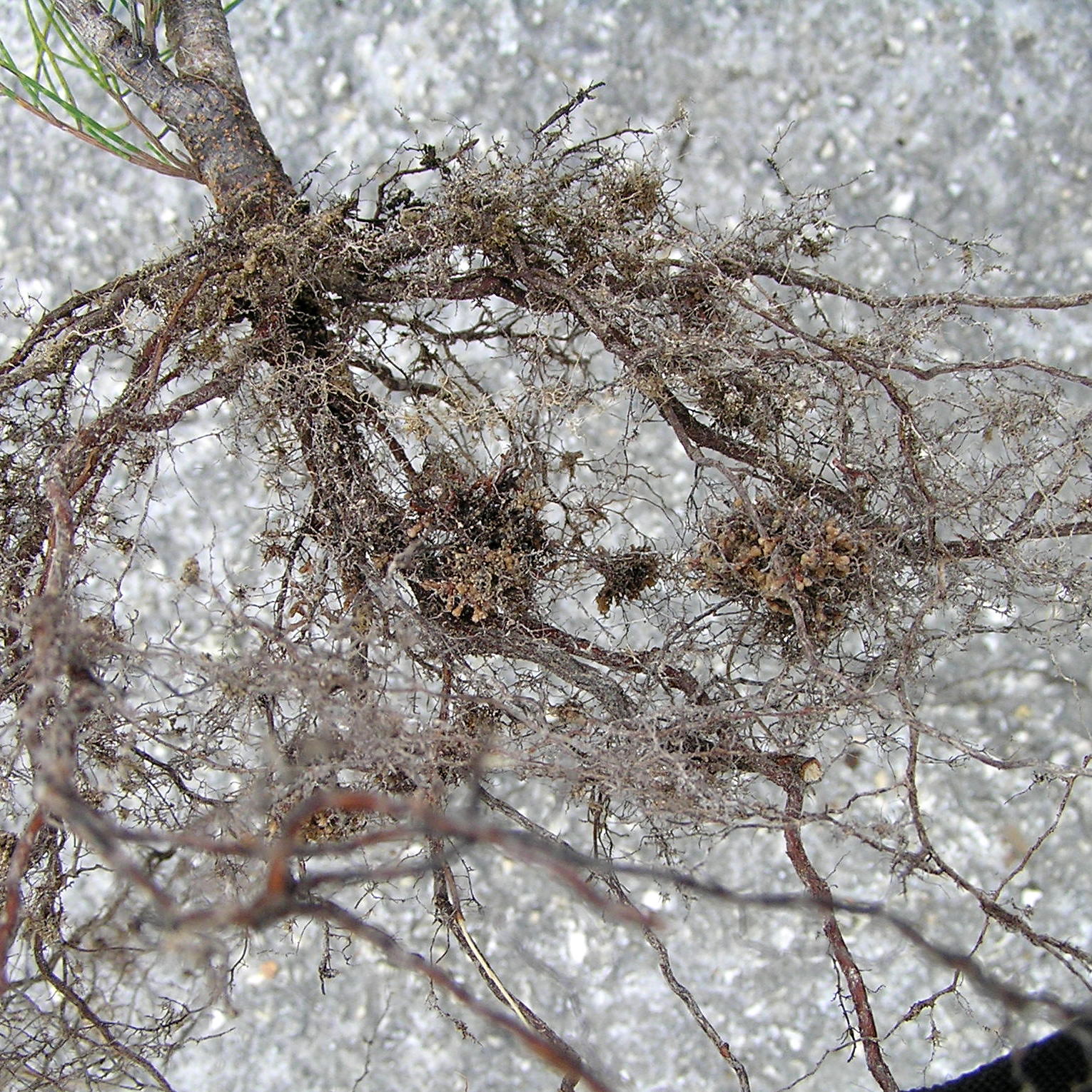 Decorative Winter Tree