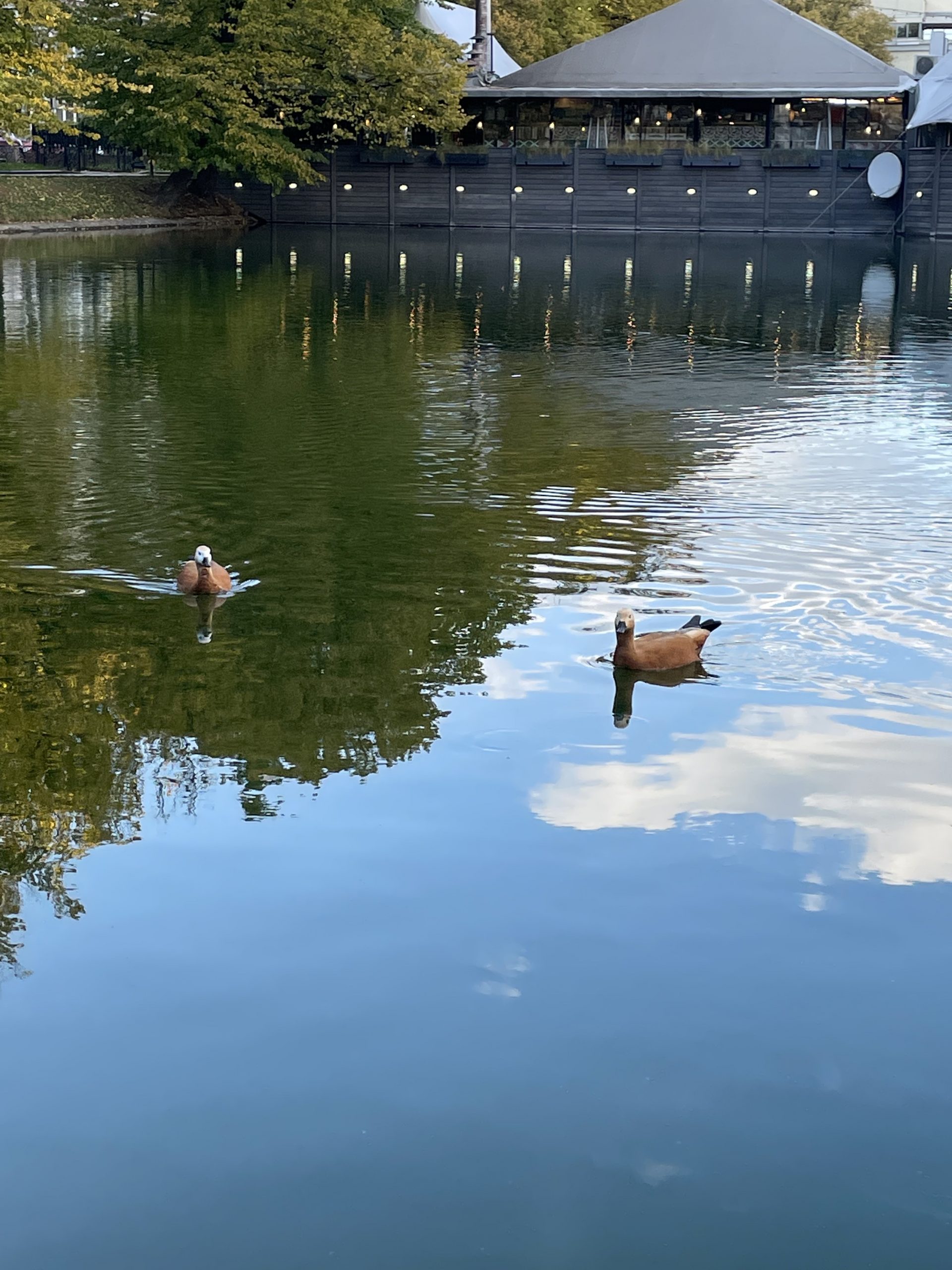 Two brown duck in the mid ground float toward each other. The still surface of the water reflects blue skies, white clouds, green trees and the building in the background of the photo.