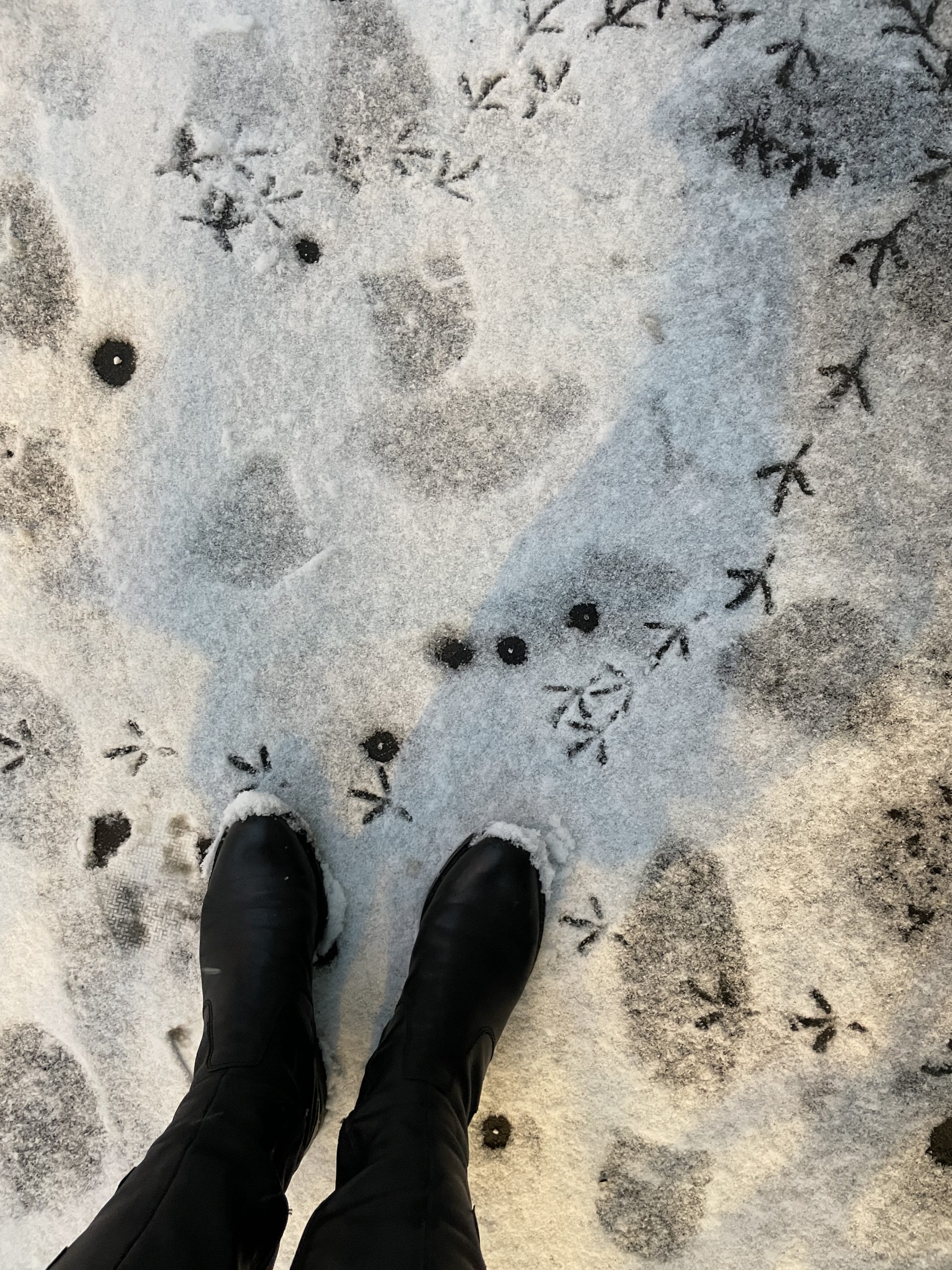 The camera is looking down on booted feet in light snow. There are footprints from human shoes, cat paws, and bird feet all going in different directions.