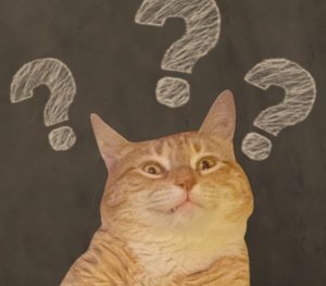A confused cat surrounded by chalkboard question marks.
