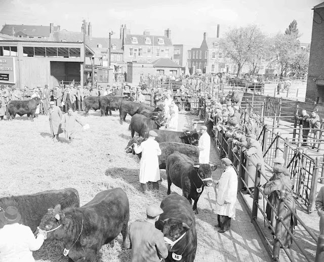 Cattle market 1959 from http://bostonpast.blogspot.com/2012/07/odds-and-ends_16.html